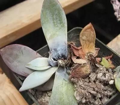 老花匠“不买”这3种花，在花市都有“猫咪”，谁也养不活！