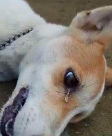 狗狗为什么会流泪？有6点原因！