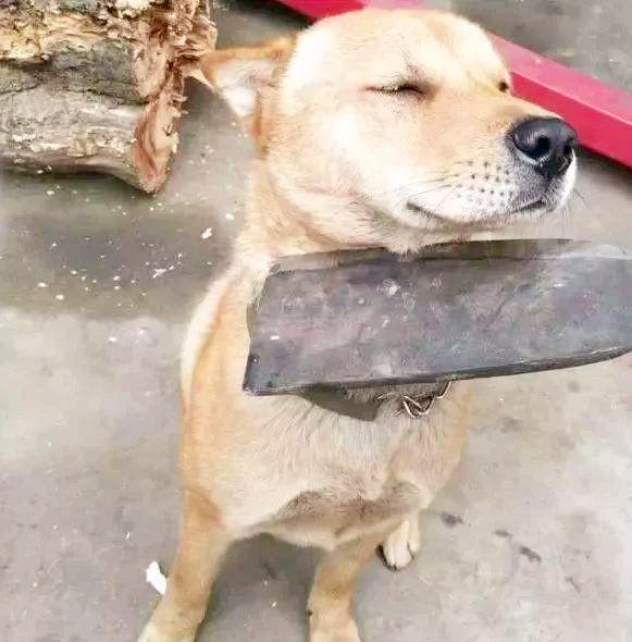 狗因犯錯經常被主人打，你知道為什么狗被主人打，卻從不反抗嗎？