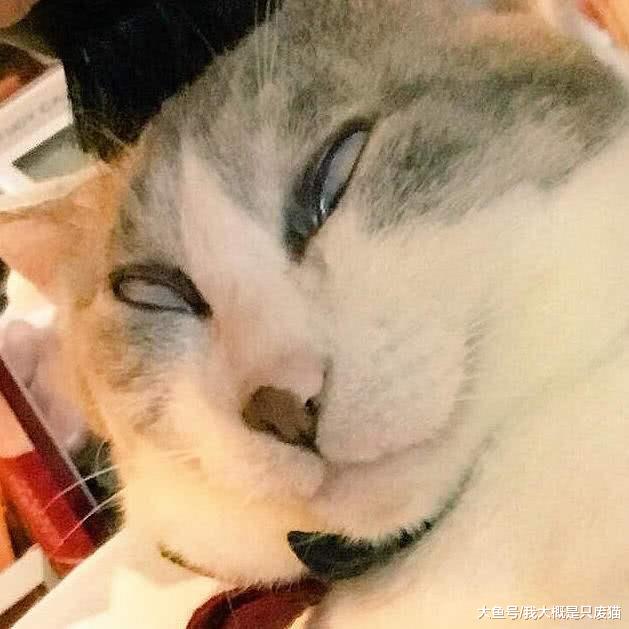 导致猫长时间睡眠的5大原因