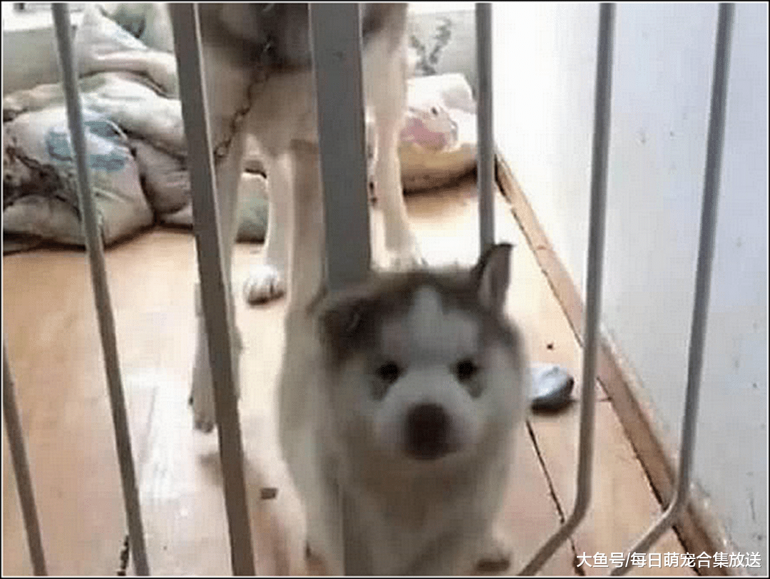 二哈想跑出笼拆家，结果头卡住不能动，狗妈的举动让主人看傻眼了