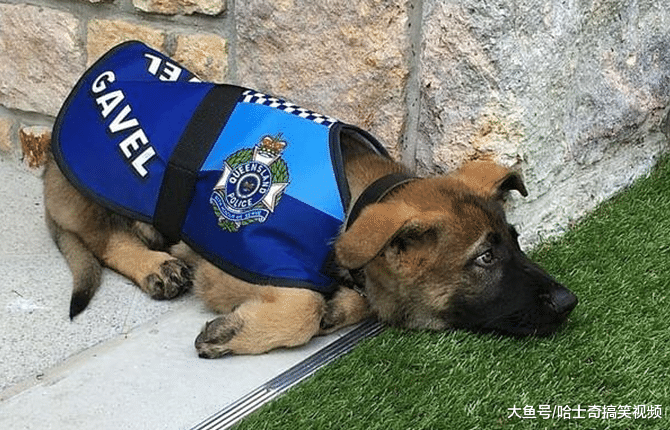 小警犬刚出生7周，就要参加训练课，却因太友善被开除学籍