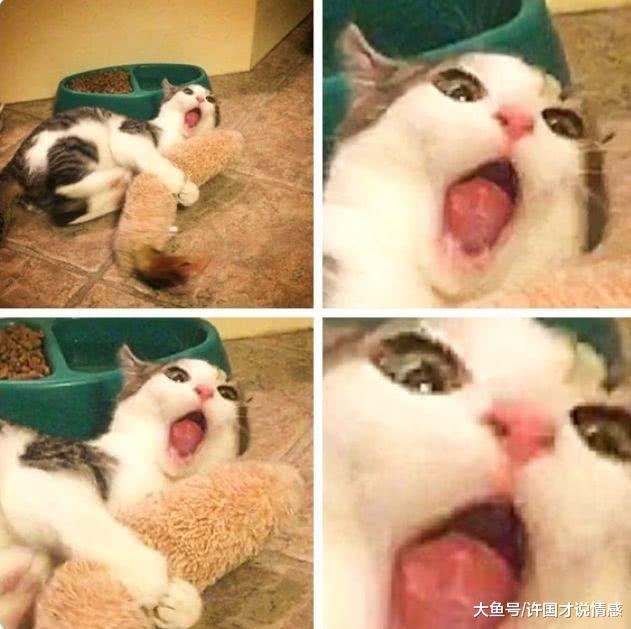 猫咪第一次收到玩具，眼睛都看傻了，看到它的嘴巴后忍不住笑喷