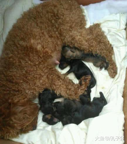 泰迪太浪导致意外怀孕，2月后生下一堆这玩意，主人看到两眼放光