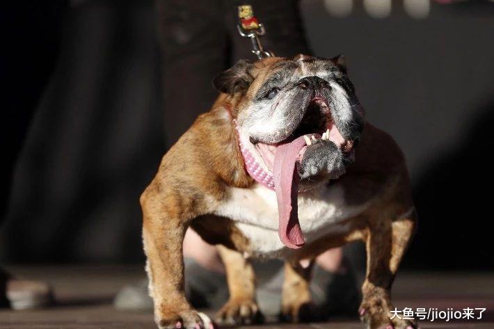 世界最丑狗大赛如期举办，一个看似荒诞的比赛背后却有更深的意义