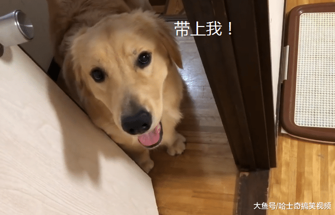 金毛知道主人要出差，晚上守在门口不走，想跟“爸爸”在一起