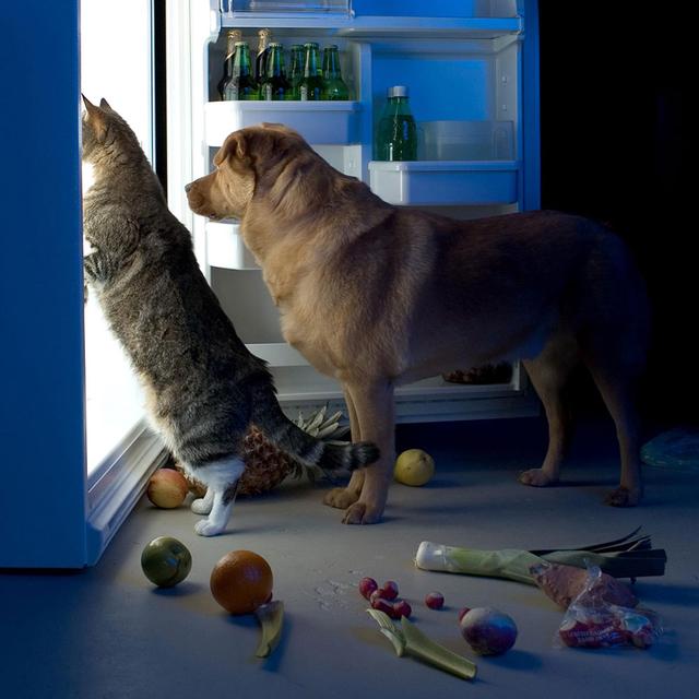 养狗常见6个训犬错误，狗狗做坏事，可能就是这样养成的