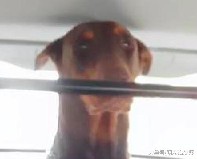 杜宾犬实在太高了，坐车时头都顶到车顶了，狗：考虑过我的感受吗