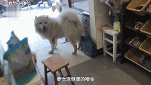 还在纵容它吃？！有些爷爷奶奶养大的狗真的不是“幸福肥”！