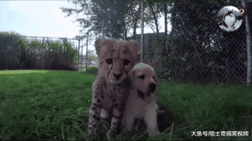 花豹从小跟狗狗一起长大，结果被带偏了，汪：不就是猫吗？