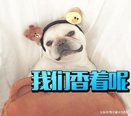 想养狗的注意了，这4种狗不能买，否则哭都没眼泪