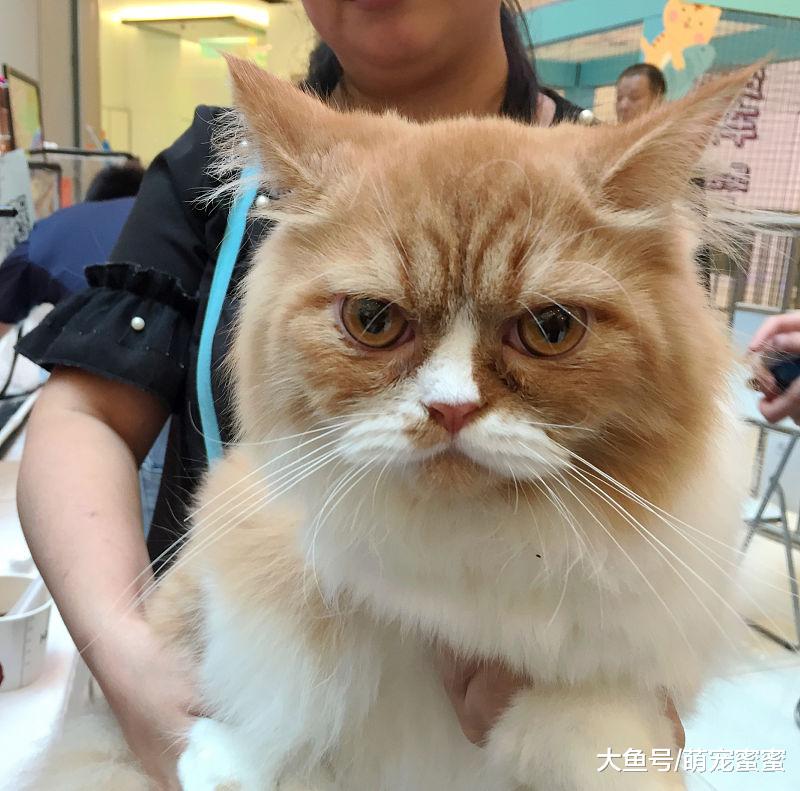 萌宠：猫咪夏天很容易中暑，带你了解猫咪中暑后如何治疗