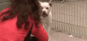 真实版“忠犬八公”：我用尽全身力气，只为再见你一面…