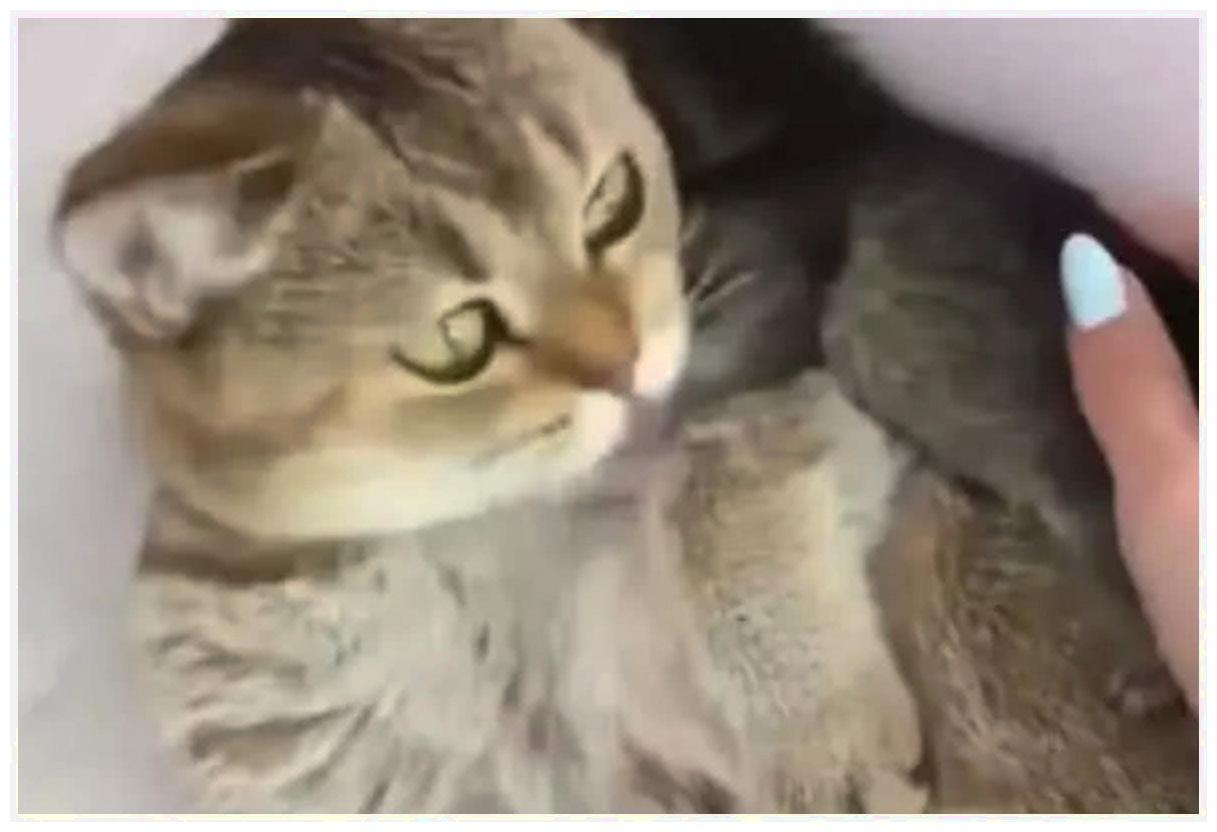 主人想“偷玩”小猫咪, 母猫当场咆哮了: 有本事找男朋友自己生