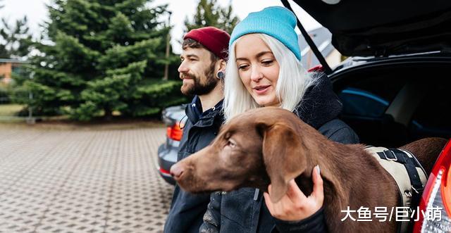 狗狗不是通过气味和声音认人吗，为什么主人戴上帽子就不认识了？