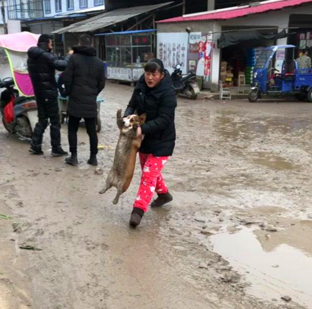 金毛和薩摩到農村放飛自我，跳進泥坑里不出來，狗：好嗨哦……