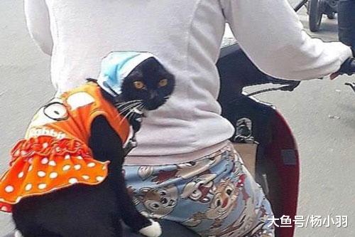 猫咪出门也要需捯饬，结果从文艺青年变村姑，猫：说好的品味呢？