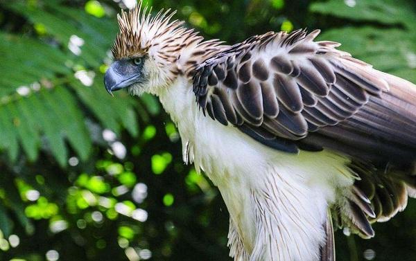 现代世界上最大的飞鸟, 世界最大猛禽排名带你了解天空霸主