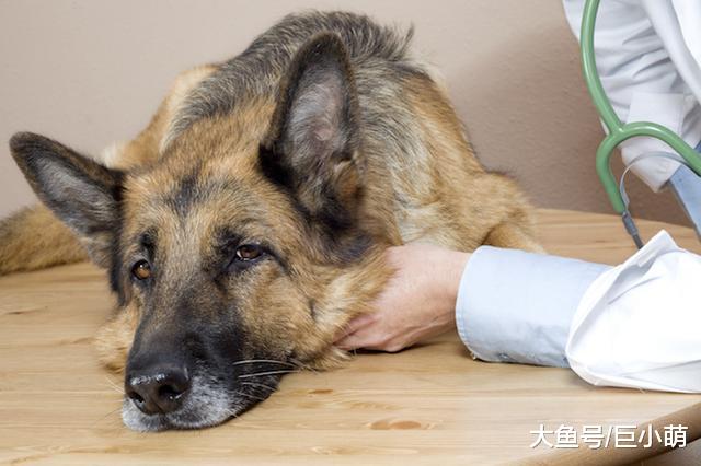 犬细小治疗不及时，可能会致命，三招帮狗狗日常远离细小病毒