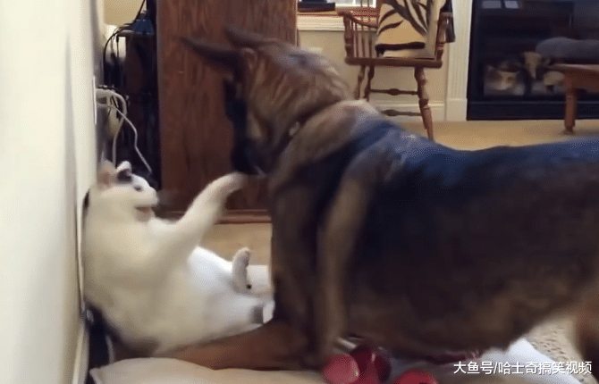 猫咪占了德牧的窝, 结果被教“做人”, 汪: 以为我是二哈呢