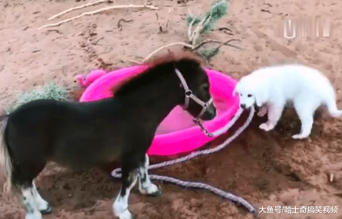 金毛“捡”了匹小马，结果非拉着它去洗澡，带你去洗香香了