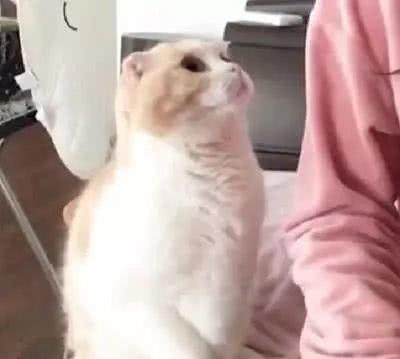 主人抬了个手，猫咪误以为主人想摸它，自己把脑袋凑过去了！结果尴尬了