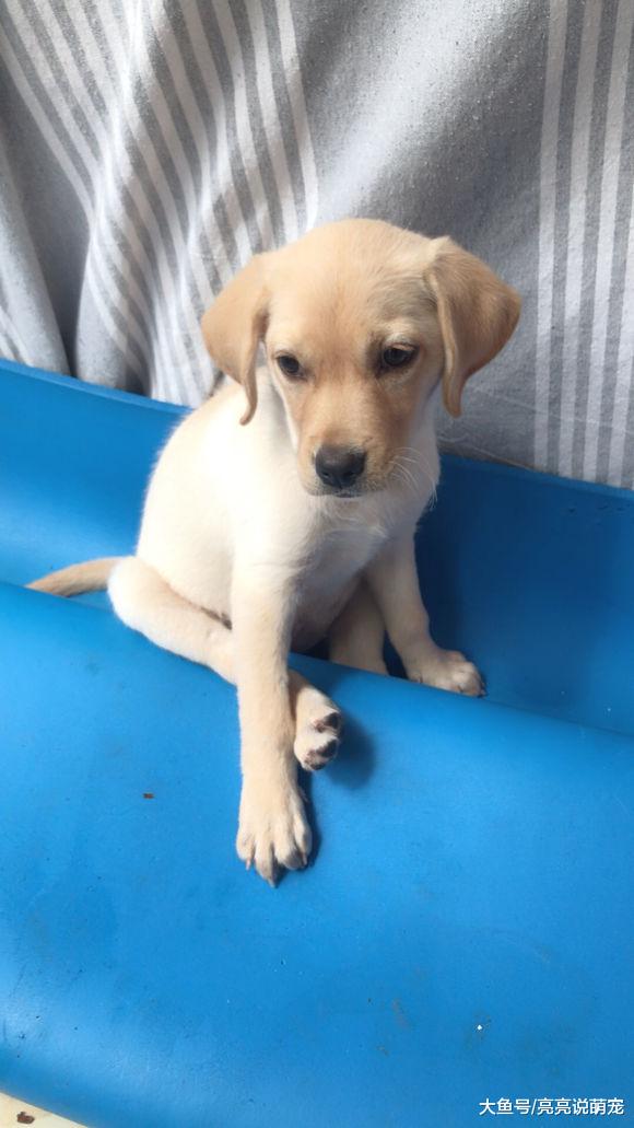 拉布拉多很懂事，即便是生病也很活泼，只为让主人放心