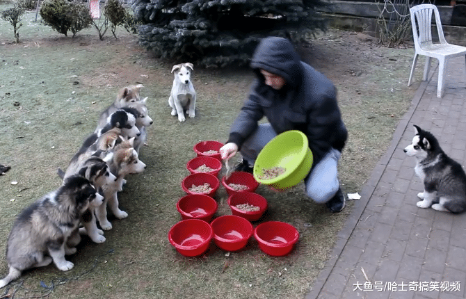 小哥在家養了10只二哈，喂飯時讓它們排成一字形，被萌化了