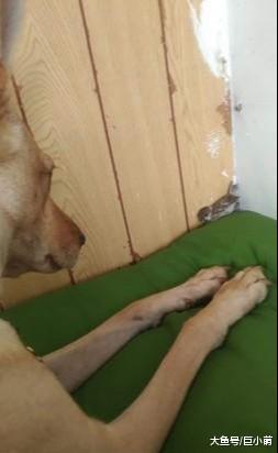 狗狗床垫被霸占，超委屈跟主人哭诉，主人一安慰哭得越大声