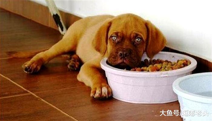 肉干是宠物狗狗的爱好，但不能长期吃，看看狗狗吃肉干的利与弊