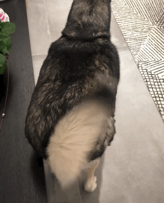 愁人，这只哈士奇太胖，胖成了长方形……