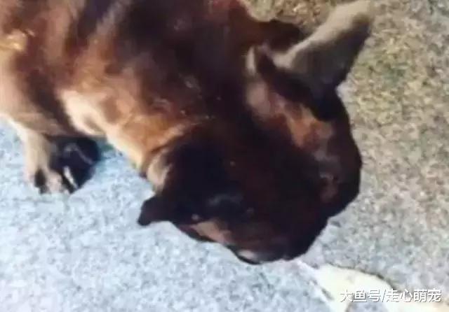 狗狗闻过鲱鱼罐头后, 吐出早饭, 可怜的狗: 这味道令狗窒息!