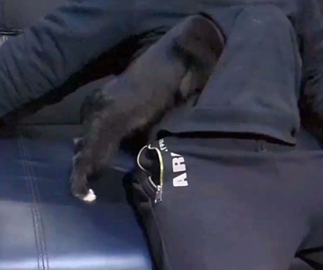 小黑狗怕冷, 钻进主人的衣服口袋, 狗: 暖暖的……