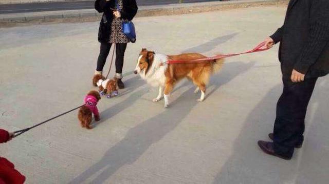 狗狗社交恐惧不解决，要么不敢出门，要么一遛狗就跟其它狗狗打架