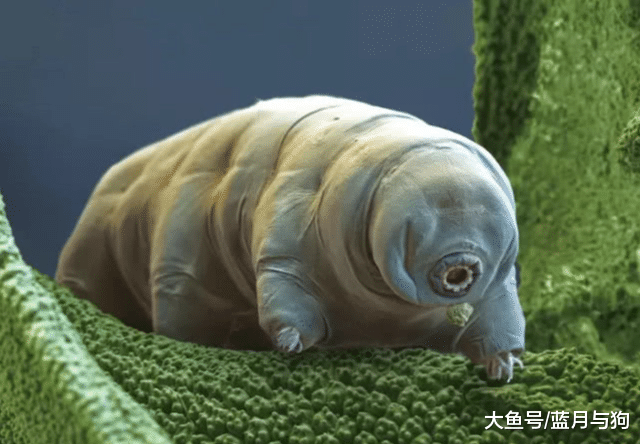 已经活5亿年，烧不死也冻不死，想吃煮不熟