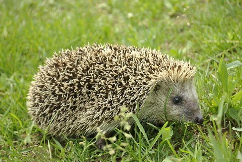 蛇的5大绝命天敌，平头哥仅排第三名，未曾想第一名竟如此优秀