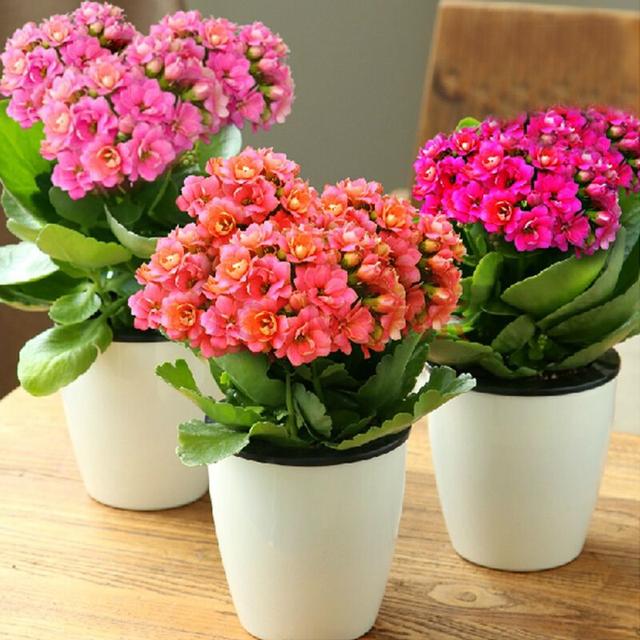 适合懒人养的“盆栽”花卉，好养花色多，花开满屋飘香