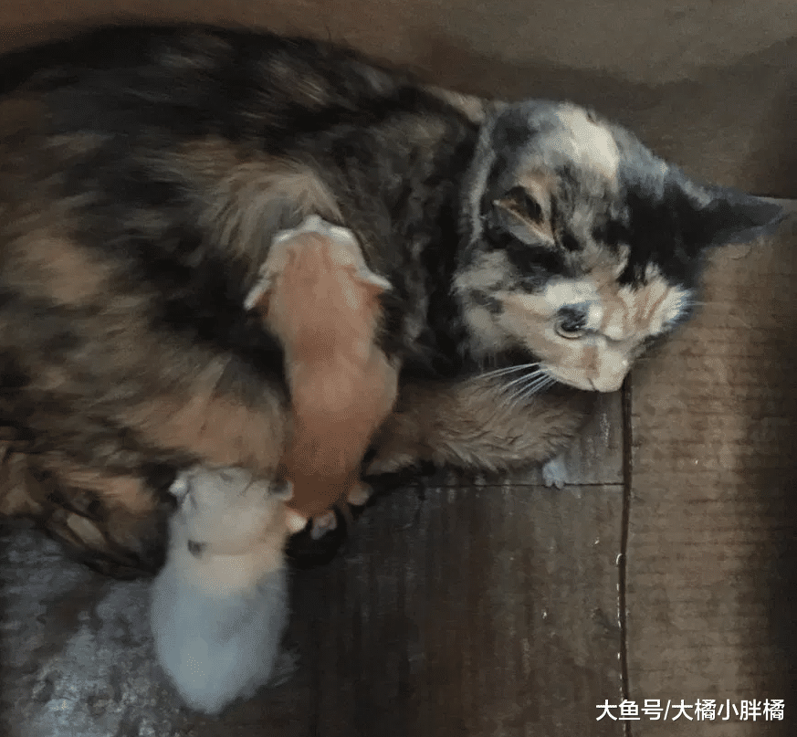 4只猫咪被困纸箱中，猫妈妈用身体为3只小猫遮雨，女孩的做法很赞