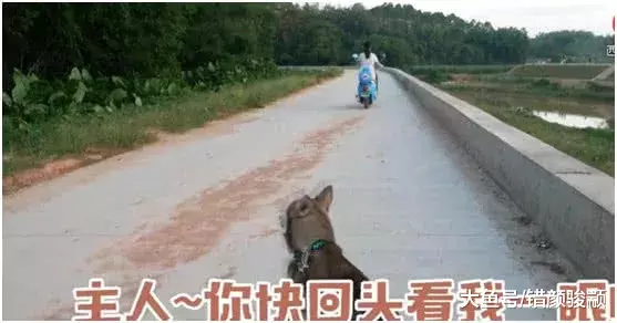 二哈贪玩不回家, 看主人如何出招, 再也不敢贪玩了