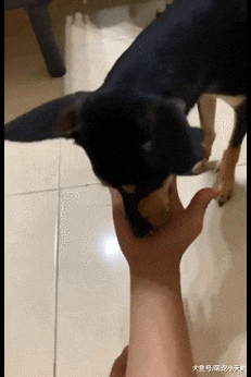 吃药当吃糖！四眼汪见4粒药丸秒嗑光，网友赞：犬界最强技能