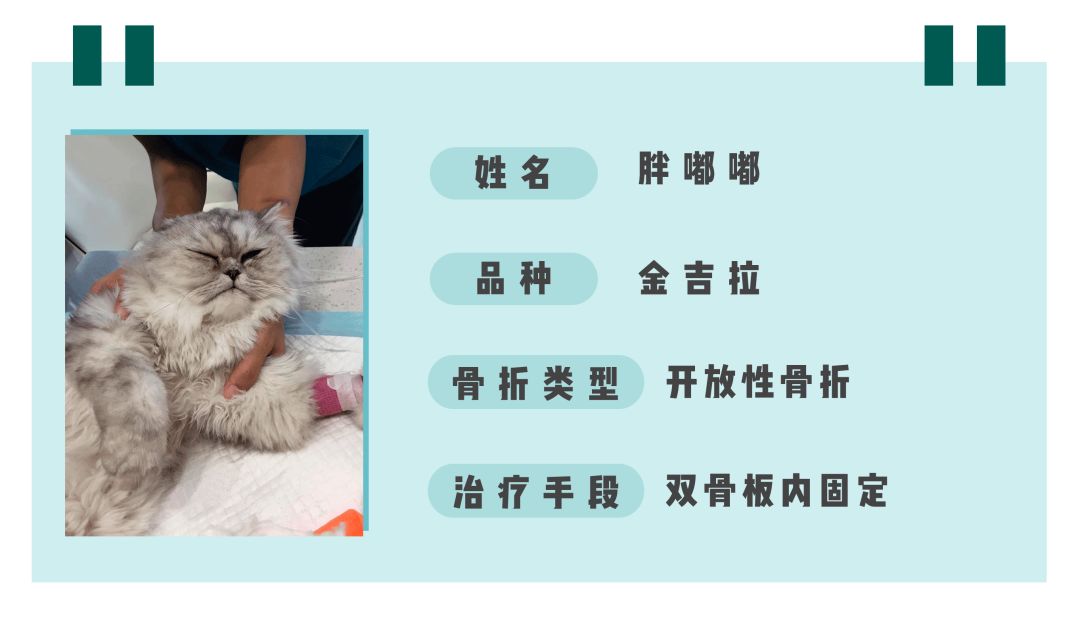 猫咪狗狗骨折了怎么办？扒一扒宠物“骨子里”的那些事