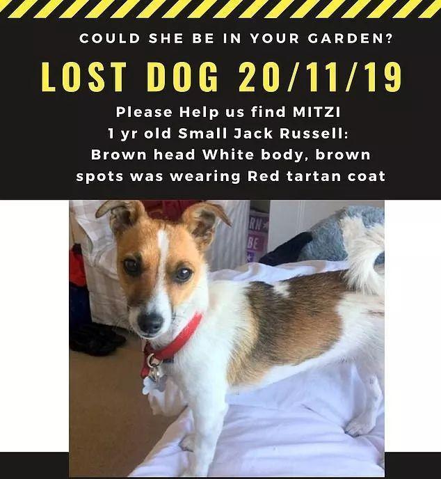 杰克罗素梗失踪三天，大胡子铲屎官竟挖地三尺将它找回……