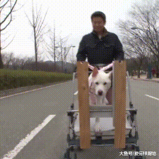 流浪狗被车撞后全身瘫痪，救命恩人用7年时间让它重新站起来！