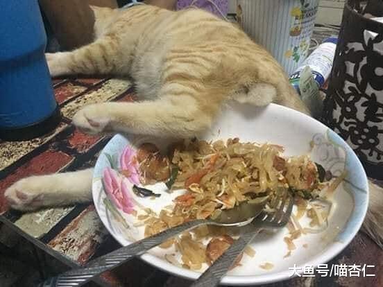 网友吃饭时，猫咪突然走了过来，直接给网友加餐，网友：吃不下了