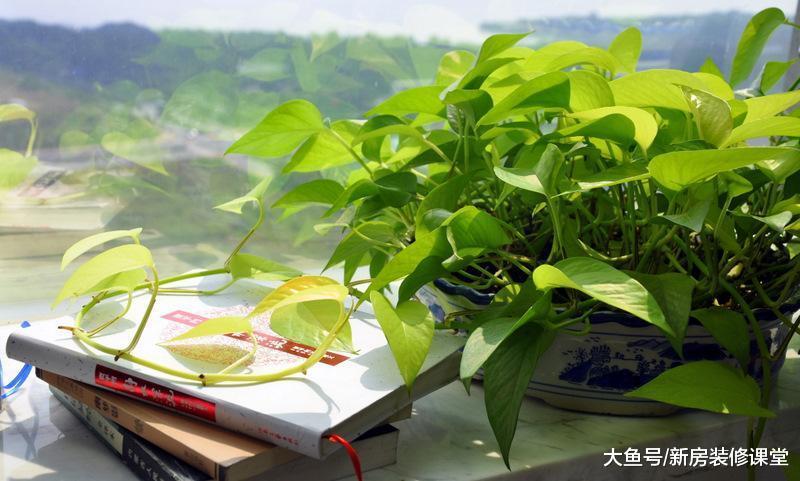 花卉綠植千百種，各有各的方法，你家是不是用錯了？