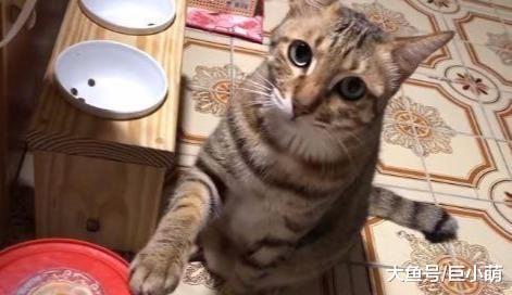 没吃饱怎么办？猫咪半夜哀怨地摇晃饲料桶，主人快多给我一点吃的