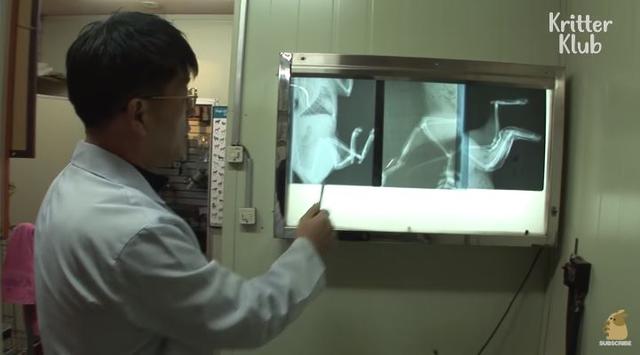 猫的报恩！主人被困火场，猫咪冲回去嚎叫，5分钟屋顶倒塌