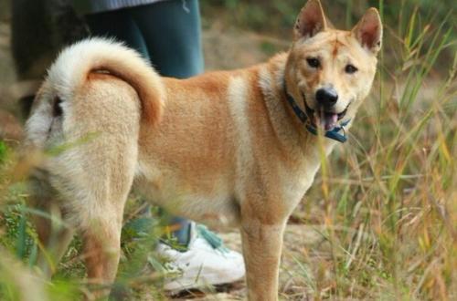 最严格的禁犬令，是在伤害谁？