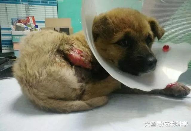 医生给我们说狗狗后腿必须要截肢, 前腿尽量保住
