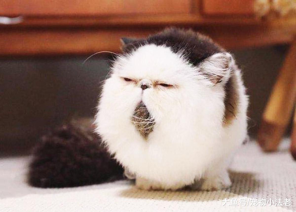 传说中“奶奶养的猫”，进来了解一下，请原谅我先笑为敬！